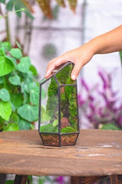 Handmade Black Various Size Irregular Tall Geometric Glass Terrarium Garden Succulents -Terrarium Plant Hub IMG 4526