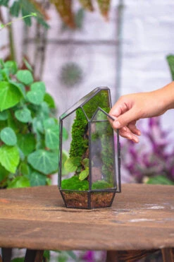 NCYP 8.66" Height Closed Irregular Glass Terrarium With Door Succulent Planter Geometric Flower Plant Pot Tabletop Small Bonsai 37 NCYP 8.66" Height Closed Irregular Glass Terrarium With Door Succulent Planter Geometric Flower Plant Pot Tabletop Small Bonsai -Terrarium Plant Hub IMG 4527 2f07b992 322e 4e34 a2c2 f3fa26d5451d