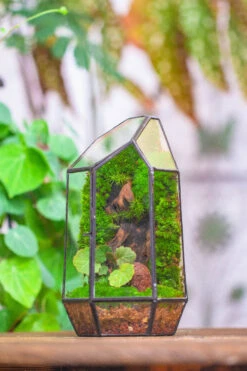 NCYP 8.66" Height Closed Irregular Glass Terrarium With Door Succulent Planter Geometric Flower Plant Pot Tabletop Small Bonsai 40 NCYP 8.66" Height Closed Irregular Glass Terrarium With Door Succulent Planter Geometric Flower Plant Pot Tabletop Small Bonsai -Terrarium Plant Hub IMG 4537 aa7e5b64 4547 4011 9e88 deaec0f840c3