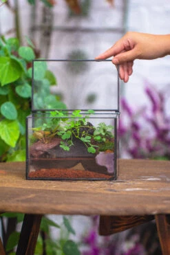 NCYP Watertight Close Small Rectangle Geometric Glass Tin Terrarium, For Small Waterpond, Moss Landscape, Live Miniature, Water Pond -Terrarium Plant Hub IMG 4539