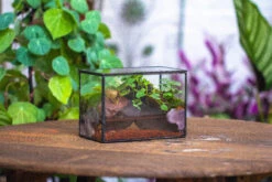 NCYP Watertight Close Small Rectangle Geometric Glass Tin Terrarium, For Small Waterpond, Moss Landscape, Live Miniature, Water Pond -Terrarium Plant Hub IMG 4544