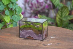NCYP Watertight Close Small Rectangle Geometric Glass Tin Terrarium, For Small Waterpond, Moss Landscape, Live Miniature, Water Pond -Terrarium Plant Hub IMG 4547