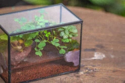 NCYP Watertight Close Small Rectangle Geometric Glass Tin Terrarium, For Small Waterpond, Moss Landscape, Live Miniature, Water Pond -Terrarium Plant Hub IMG 4550