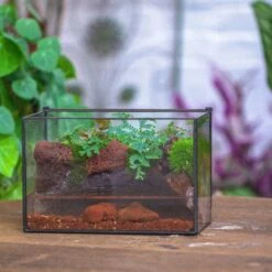 NCYP Watertight Close Rectangle Geometric Glass Tin Terrarium, For Small Waterpond, Moss Landscape, Live Miniature, Water Pond, Landscape -Terrarium Plant Hub IMG 4554