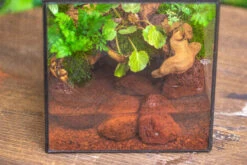 NCYP Watertight Close Cube 7" Geometric Glass Tin Terrarium, For Small Waterpond, Moss Landscape, Live Miniature, Water Pond, Landscape -Terrarium Plant Hub IMG 4570