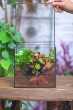 NCYP Watertight Close Cube 7" Geometric Glass Tin Terrarium, For Small Waterpond, Moss Landscape, Live Miniature, Water Pond, Landscape -Terrarium Plant Hub IMG 4573