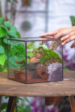 NCYP Watertight Close Cube 7" Geometric Glass Tin Terrarium, For Small Waterpond, Moss Landscape, Live Miniature, Water Pond, Landscape -Terrarium Plant Hub IMG 4575