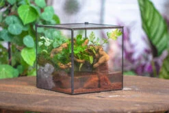 NCYP Watertight Close Cube 7" Geometric Glass Tin Terrarium, For Small Waterpond, Moss Landscape, Live Miniature, Water Pond, Landscape -Terrarium Plant Hub IMG 4578