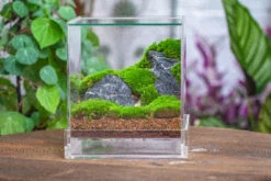 NCYP Acrylic Close Terrarium With Drainage Bottom, Suits For Fly Trap, Pitcher Plants, Moss Ball, Nursery, Small Tropical Plants -Terrarium Plant Hub IMG 4584