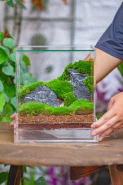 NCYP Acrylic Close Terrarium With Drainage Bottom, Suits For Fly Trap, Pitcher Plants, Moss Ball, Nursery, Small Tropical Plants -Terrarium Plant Hub IMG 4587