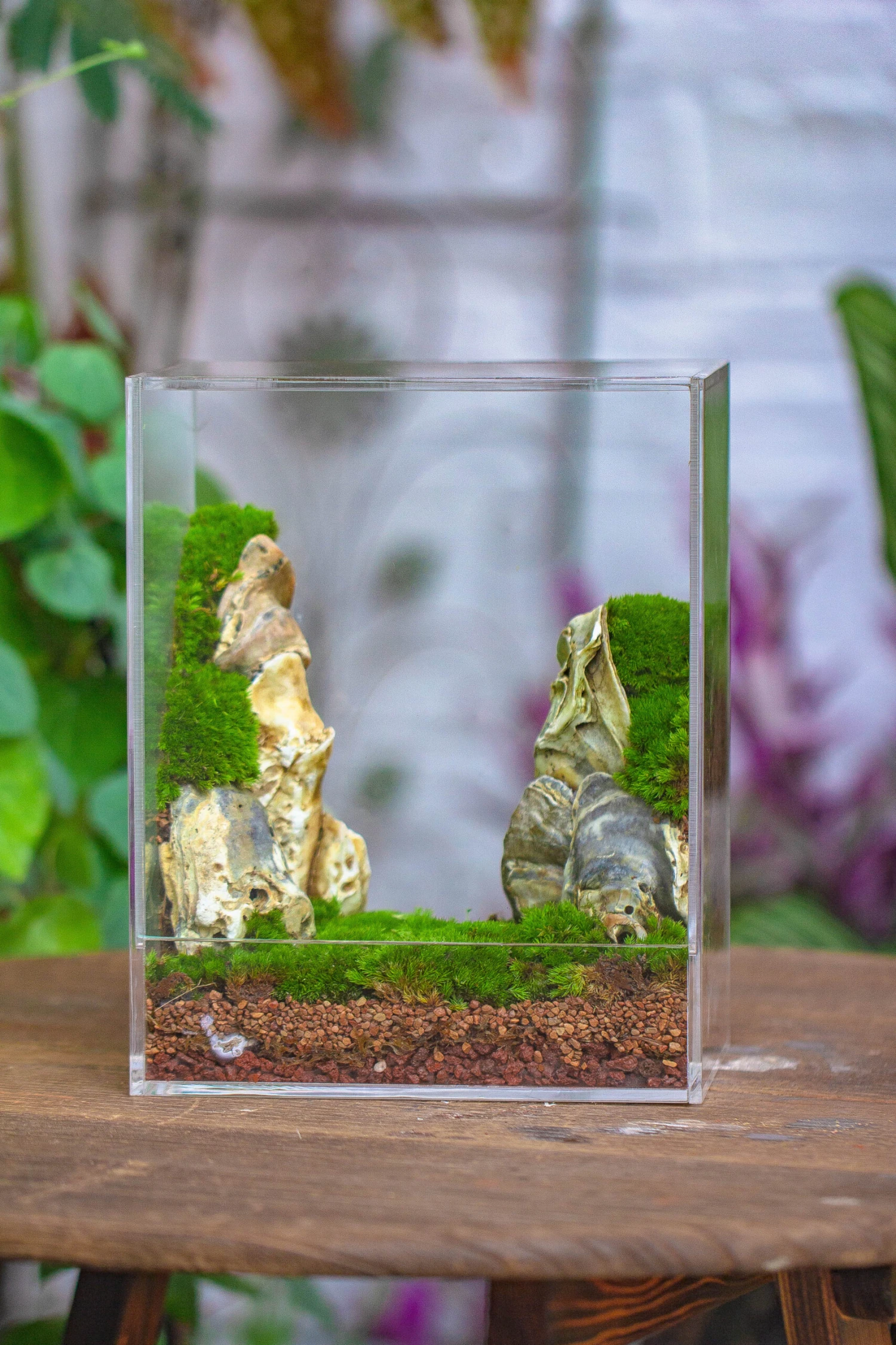 Handmade Water Tight, Sealed, Enclosed, Rectangle Acrylic Terrarium, Fish Tank, Moss Fern Terrarium Paludarium Vivarium, No Watering 11 Handmade Water Tight, Sealed, Enclosed, Rectangle Acrylic Terrarium, Fish Tank, Moss Fern Terrarium Paludarium Vivarium, No Watering - Image 9