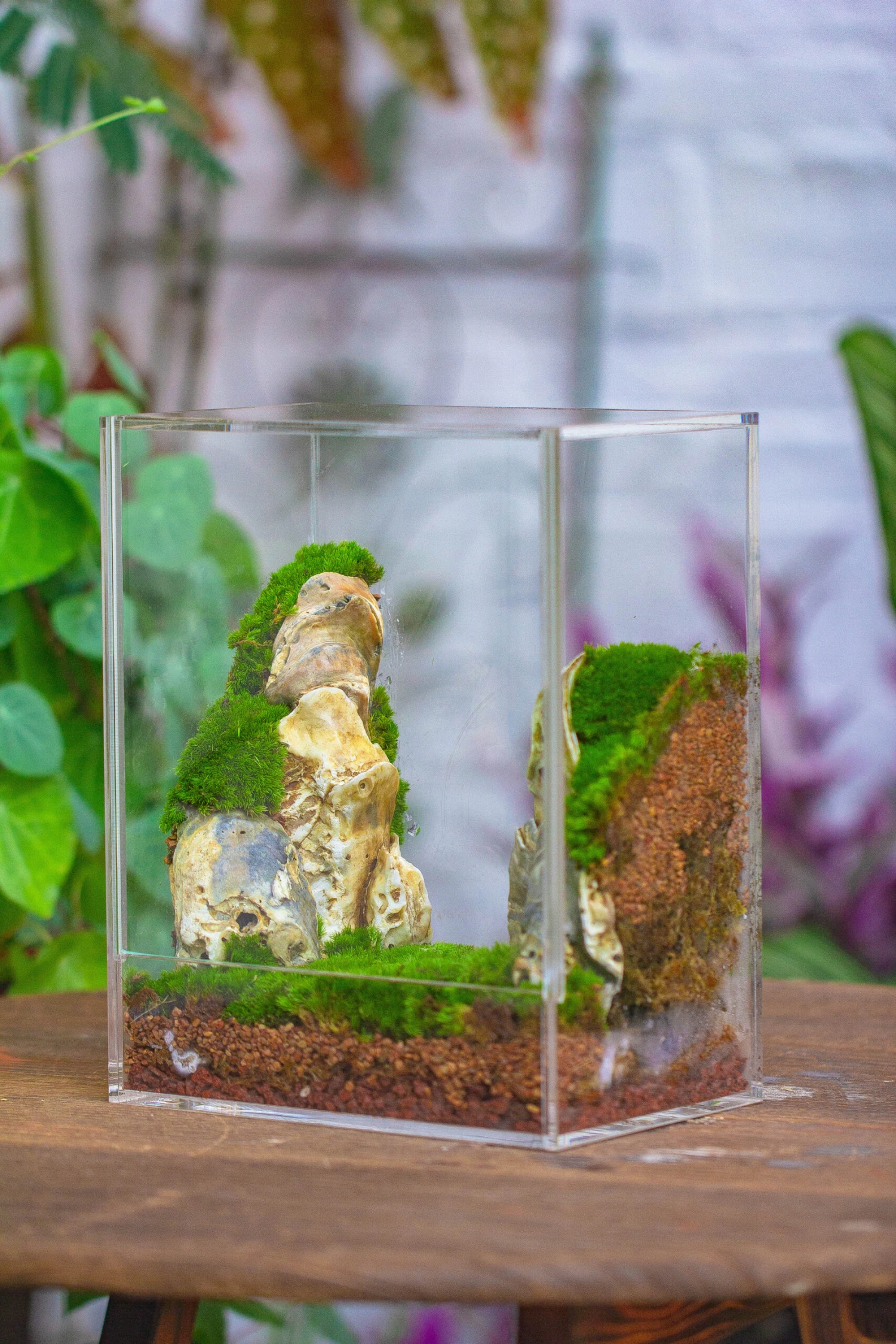 Handmade Water Tight, Sealed, Enclosed, Rectangle Acrylic Terrarium, Fish Tank, Moss Fern Terrarium Paludarium Vivarium, No Watering 13 Handmade Water Tight, Sealed, Enclosed, Rectangle Acrylic Terrarium, Fish Tank, Moss Fern Terrarium Paludarium Vivarium, No Watering - Image 11