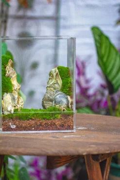 Handmade Water Tight, Sealed, Enclosed, Rectangle Acrylic Terrarium, Fish Tank, Moss Fern Terrarium Paludarium Vivarium, No Watering 29 Handmade Water Tight, Sealed, Enclosed, Rectangle Acrylic Terrarium, Fish Tank, Moss Fern Terrarium Paludarium Vivarium, No Watering -Terrarium Plant Hub IMG 4598