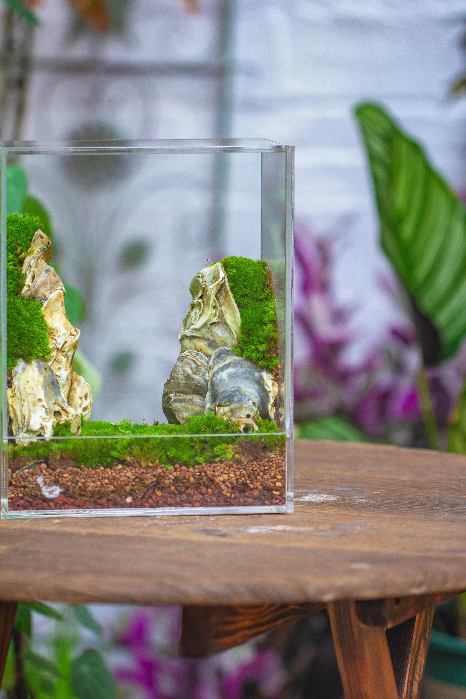 Handmade Water Tight, Sealed, Enclosed, Rectangle Acrylic Terrarium, Fish Tank, Moss Fern Terrarium Paludarium Vivarium, No Watering 10 Handmade Water Tight, Sealed, Enclosed, Rectangle Acrylic Terrarium, Fish Tank, Moss Fern Terrarium Paludarium Vivarium, No Watering - Image 8