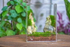 Handmade Water Tight, Sealed, Enclosed, Rectangle Acrylic Terrarium, Fish Tank, Moss Fern Terrarium Paludarium Vivarium, No Watering 33 Handmade Water Tight, Sealed, Enclosed, Rectangle Acrylic Terrarium, Fish Tank, Moss Fern Terrarium Paludarium Vivarium, No Watering -Terrarium Plant Hub IMG 4599