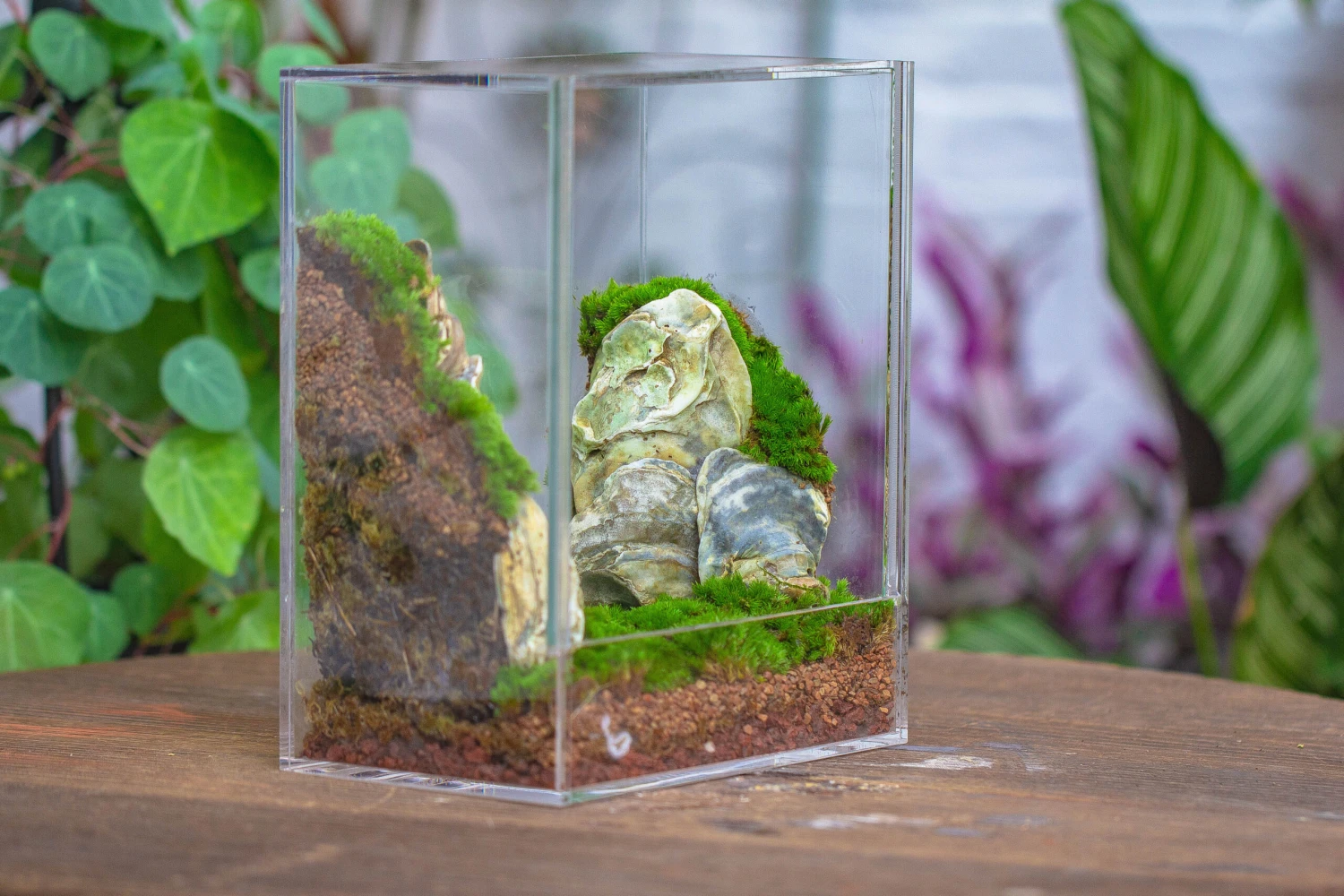 Handmade Water Tight, Sealed, Enclosed, Rectangle Acrylic Terrarium, Fish Tank, Moss Fern Terrarium Paludarium Vivarium, No Watering 15 Handmade Water Tight, Sealed, Enclosed, Rectangle Acrylic Terrarium, Fish Tank, Moss Fern Terrarium Paludarium Vivarium, No Watering - Image 13