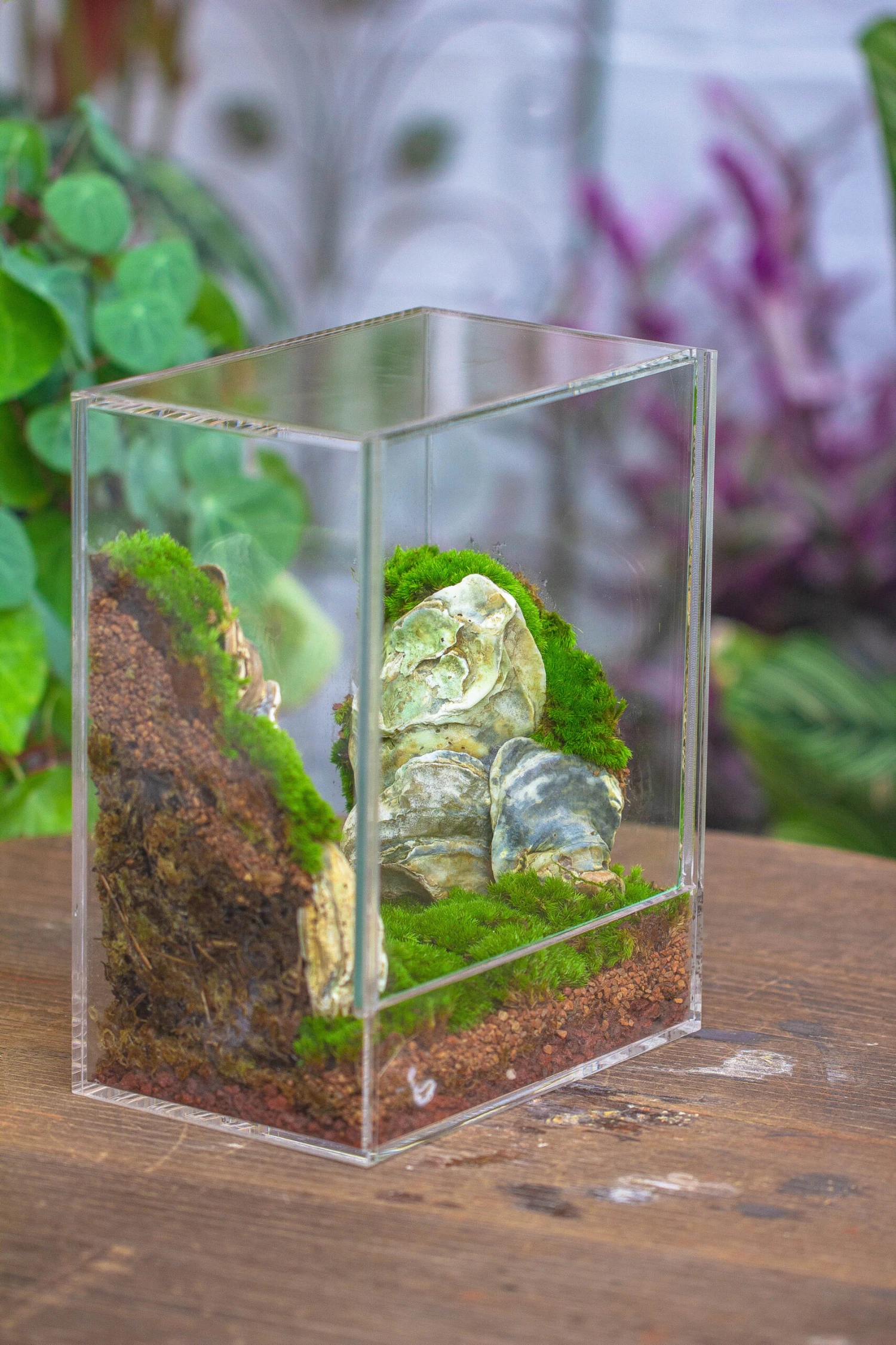 Handmade Water Tight, Sealed, Enclosed, Rectangle Acrylic Terrarium, Fish Tank, Moss Fern Terrarium Paludarium Vivarium, No Watering 9 Handmade Water Tight, Sealed, Enclosed, Rectangle Acrylic Terrarium, Fish Tank, Moss Fern Terrarium Paludarium Vivarium, No Watering - Image 7