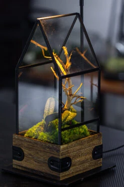 Handmade Glass Terrarium With Wood Base, House Shape Planter With Door, With LED Acrylic Lamp Base For Plants, Moss Landscapes, Plant Lover Gift -Terrarium Plant Hub IMG 4622 6b3bb991 c160 4435 92fa 3f641796ffee