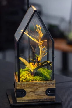 Handmade Glass Terrarium With Wood Base, House Shape Planter With Door, With LED Acrylic Lamp Base For Plants, Moss Landscapes, Plant Lover Gift -Terrarium Plant Hub IMG 4623 69e255d8 f2e0 42dd a7f3 61d6ba0c9e96