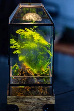 Handmade Glass Terrarium With Wood Base, Geometric Planter With Door, With LED Acrylic Lamp Base For Plants, Moss Landscapes, Plant Lover Gift -Terrarium Plant Hub IMG 4631