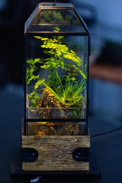 Handmade Glass Terrarium With Wood Base, Geometric Planter With Door, With LED Acrylic Lamp Base For Plants, Moss Landscapes, Plant Lover Gift -Terrarium Plant Hub IMG 4632