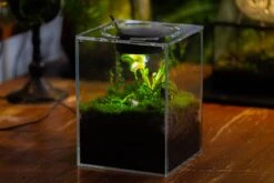 Watertight Glass Terrarium With LED Grow Light, Acrylic Lid For Carnivorous Plants-15x15x20cm / 5.9x5.9x7.8'' -Terrarium Plant Hub IMG 4782 96d7cda1 f3ec 4f64 ab79 e8dc7e2f8bdc