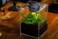Watertight Glass Terrarium With LED Grow Light, Acrylic Lid For Carnivorous Plants-12x12x18cm / 4.7x4.7x7.1'' -Terrarium Plant Hub IMG 4783 c984b4e9 72c2 4ad8 95e0 7074bc23f6ba 1
