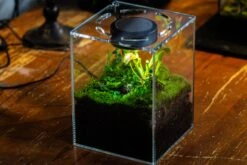 Watertight Glass Tank With LED Grow Light, Acrylic Lid, DIY Terrarium Kit- 25x25x30cm / 9.8x9.8x11.8'' -Terrarium Plant Hub IMG 4784 c10bc877 f768 4cdd b5d3 0c69fc2bdb20 3