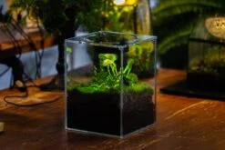 Watertight Glass Tank , Acrylic Lid, Terrarium Kit For Tropical Plants-15x15x18cm / 5.9x5.9x7.1'' -Terrarium Plant Hub IMG 4785 ce9d1918 b911 4690 86c7 12c07e9adb55 11