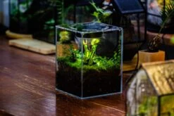 Watertight Glass Tank With LED Grow Light, Acrylic Lid, DIY Terrarium Kit-15x15x20cm / 5.9x5.9x7.8'' -Terrarium Plant Hub IMG 4786 f1c00cb0 b303 4443 b6a7 2cd903d280e0 9
