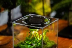 Watertight Glass Terrarium With LED Grow Light, Acrylic Lid For Carnivorous Plants-12x12x18cm / 4.7x4.7x7.1'' -Terrarium Plant Hub IMG 4787 9e90fb24 163c 4e17 8077 35dfd03e273d 1