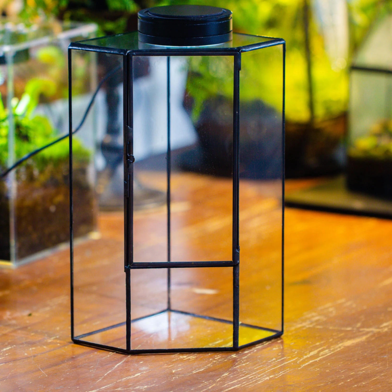 Small Version Handmade Glass Terrarium With Door For Plant, Moss Wall, Closed Geometric Tin Pentagon Planter 3 Small Version Handmade Glass Terrarium With Door For Plant, Moss Wall, Closed Geometric Tin Pentagon Planter