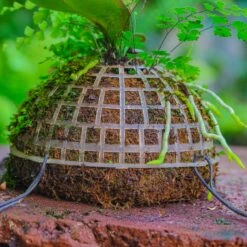 Dried Moss, 24L For DIY, Terrarium Building, Microlandscape, Orchid, Fern, Vertical Gardening 23 Dried Moss, 24L For DIY, Terrarium Building, Microlandscape, Orchid, Fern, Vertical Gardening -Terrarium Plant Hub IMG 4932