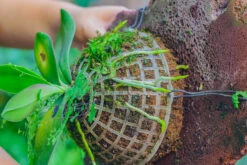 Dried Moss, 24L For DIY, Terrarium Building, Microlandscape, Orchid, Fern, Vertical Gardening 30 Dried Moss, 24L For DIY, Terrarium Building, Microlandscape, Orchid, Fern, Vertical Gardening -Terrarium Plant Hub IMG 4935