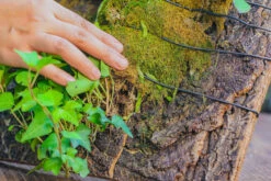 Dried Moss, 24L For DIY, Terrarium Building, Microlandscape, Orchid, Fern, Vertical Gardening 32 Dried Moss, 24L For DIY, Terrarium Building, Microlandscape, Orchid, Fern, Vertical Gardening -Terrarium Plant Hub IMG 4937