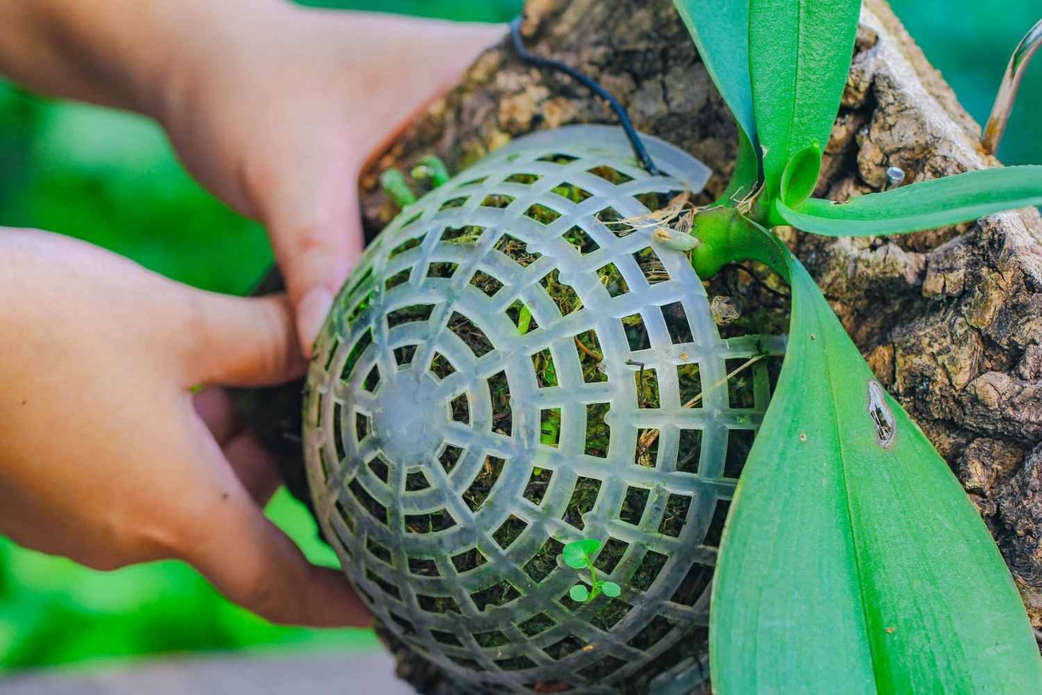 Dried Moss, 24L For DIY, Terrarium Building, Microlandscape, Orchid, Fern, Vertical Gardening 12 Dried Moss, 24L For DIY, Terrarium Building, Microlandscape, Orchid, Fern, Vertical Gardening - Image 10