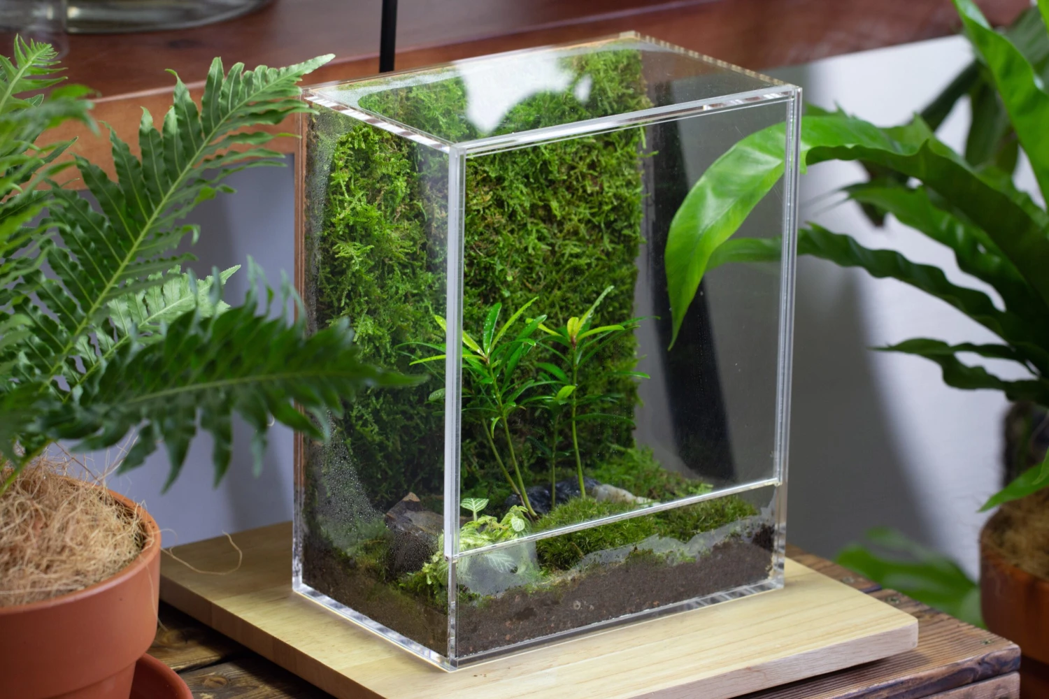 Handmade Water Tight, Sealed, Enclosed, Rectangle Acrylic Terrarium, Fish Tank, Moss Fern Terrarium Paludarium Vivarium, No Watering 21 Handmade Water Tight, Sealed, Enclosed, Rectangle Acrylic Terrarium, Fish Tank, Moss Fern Terrarium Paludarium Vivarium, No Watering - Image 19