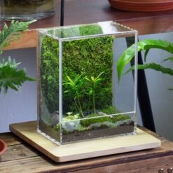 Handmade Water Tight, Sealed, Enclosed, Rectangle Acrylic Terrarium, Fish Tank, Moss Fern Terrarium Paludarium Vivarium, No Watering 38 Handmade Water Tight, Sealed, Enclosed, Rectangle Acrylic Terrarium, Fish Tank, Moss Fern Terrarium Paludarium Vivarium, No Watering -Terrarium Plant Hub IMG 4941 9f3256d2 43ab 4270 809a eff2036c1b14