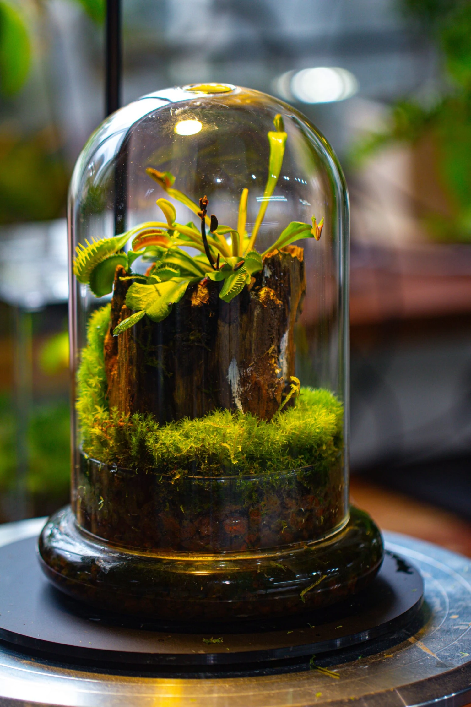 Glass Cloche Terrarium Bell Jar With Glass Base With Top Air Hole, With LED Grow Lamp Set, Glass Dome Planter Set For Plants 6 Glass Cloche Terrarium Bell Jar With Glass Base With Top Air Hole, With LED Grow Lamp Set, Glass Dome Planter Set For Plants - Image 4