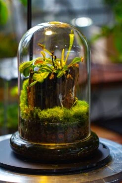 Glass Cloche Terrarium Bell Jar With Glass Base With Top Air Hole,Glass Dome Planter For Plants -Terrarium Plant Hub IMG 4944
