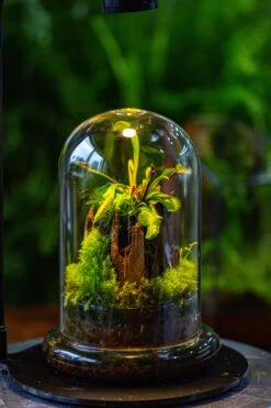 Glass Cloche Terrarium Bell Jar With Glass Base With Top Air Hole, With LED Grow Lamp Set, Glass Dome Planter Set For Plants 23 Glass Cloche Terrarium Bell Jar With Glass Base With Top Air Hole, With LED Grow Lamp Set, Glass Dome Planter Set For Plants -Terrarium Plant Hub IMG 4945 2