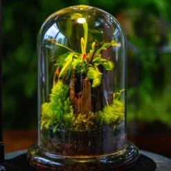 Glass Cloche Terrarium Bell Jar With Glass Base With Top Air Hole,Glass Dome Planter For Plants -Terrarium Plant Hub IMG 4945 03feaab4 ada9 48c4 9831 c669e50997a9
