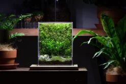 Handmade Water Tight, Sealed, Enclosed, Rectangle Acrylic Terrarium, Fish Tank, Moss Fern Terrarium Paludarium Vivarium, No Watering 39 Handmade Water Tight, Sealed, Enclosed, Rectangle Acrylic Terrarium, Fish Tank, Moss Fern Terrarium Paludarium Vivarium, No Watering -Terrarium Plant Hub IMG 4946 1