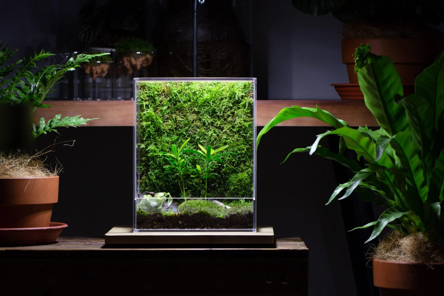 Handmade Water Tight, Sealed, Enclosed, Rectangle Acrylic Terrarium, Fish Tank, Moss Fern Terrarium Paludarium Vivarium, No Watering 20 Handmade Water Tight, Sealed, Enclosed, Rectangle Acrylic Terrarium, Fish Tank, Moss Fern Terrarium Paludarium Vivarium, No Watering - Image 18