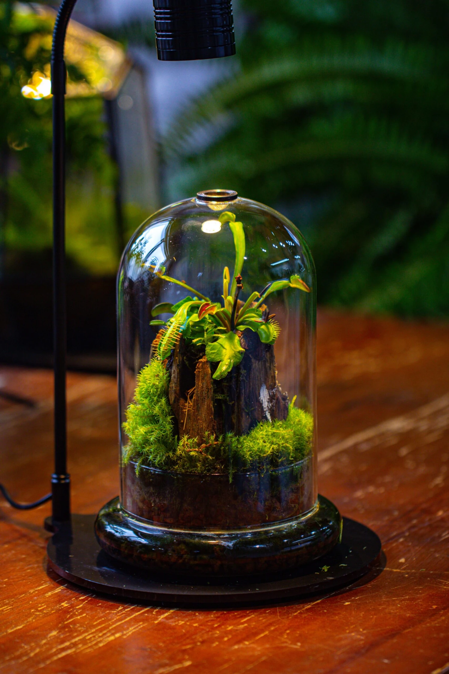 Glass Cloche Terrarium Bell Jar With Glass Base With Top Air Hole, With LED Grow Lamp Set, Glass Dome Planter Set For Plants 8 Glass Cloche Terrarium Bell Jar With Glass Base With Top Air Hole, With LED Grow Lamp Set, Glass Dome Planter Set For Plants - Image 6