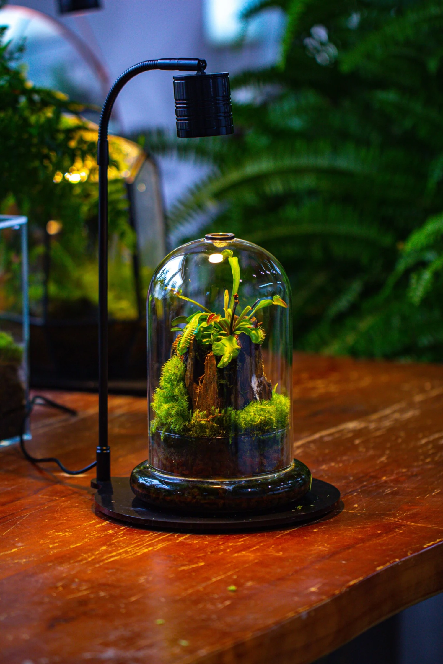 Glass Cloche Terrarium Bell Jar With Glass Base With Top Air Hole, With LED Grow Lamp Set, Glass Dome Planter Set For Plants 9 Glass Cloche Terrarium Bell Jar With Glass Base With Top Air Hole, With LED Grow Lamp Set, Glass Dome Planter Set For Plants - Image 7