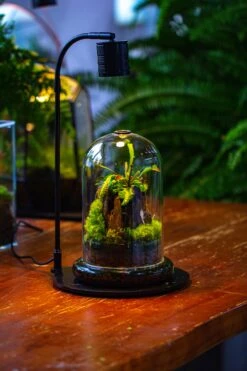 Glass Cloche Terrarium Bell Jar With Glass Base With Top Air Hole,Glass Dome Planter For Plants -Terrarium Plant Hub IMG 4947
