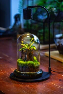 Glass Cloche Terrarium Bell Jar With Glass Base With Top Air Hole, With LED Grow Lamp Set, Glass Dome Planter Set For Plants 26 Glass Cloche Terrarium Bell Jar With Glass Base With Top Air Hole, With LED Grow Lamp Set, Glass Dome Planter Set For Plants -Terrarium Plant Hub IMG 4948 1