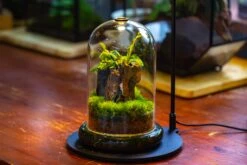 Glass Cloche Terrarium Bell Jar With Glass Base With Top Air Hole,Glass Dome Planter For Plants -Terrarium Plant Hub IMG 4949