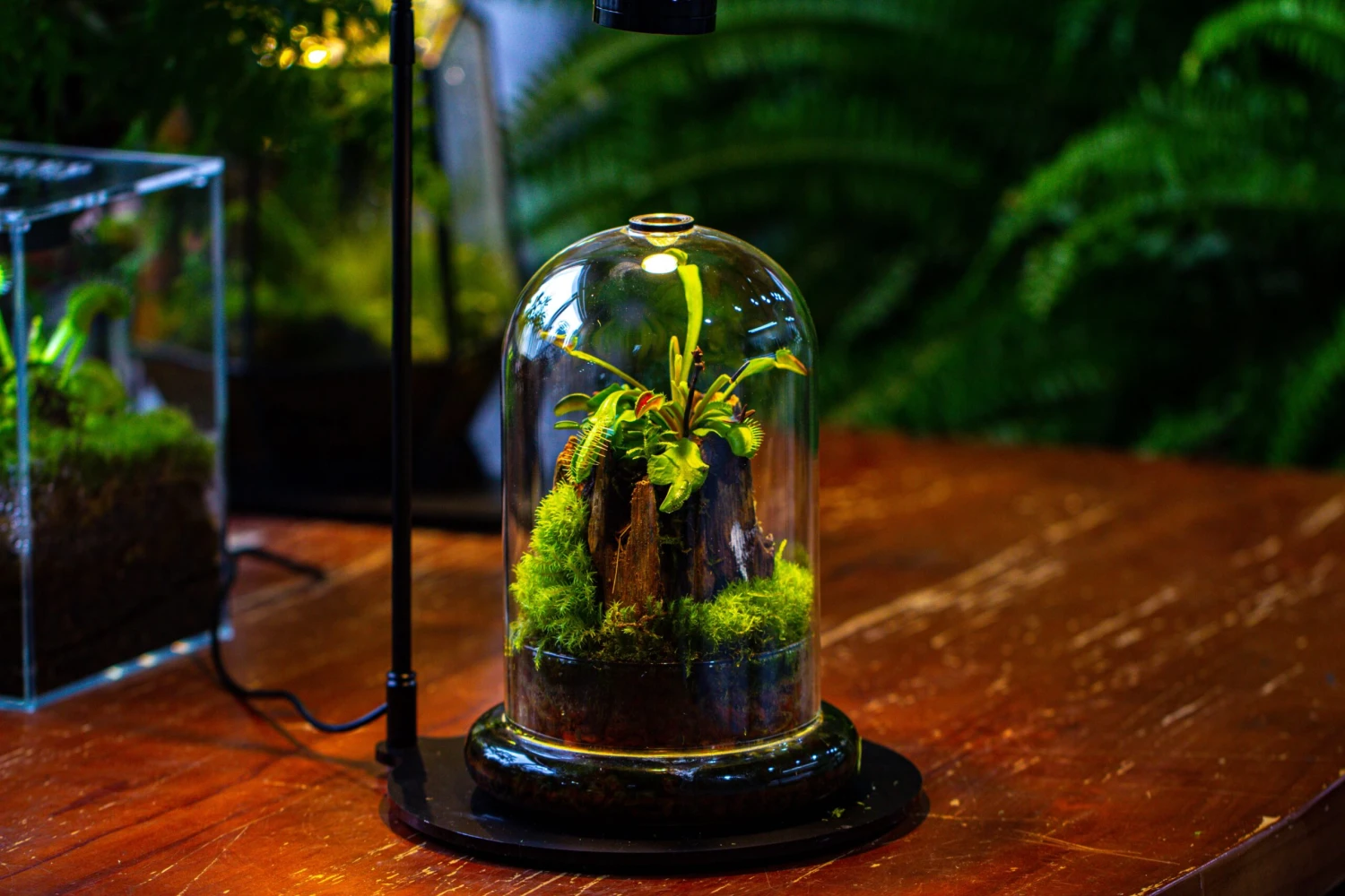 Glass Cloche Terrarium Bell Jar With Glass Base With Top Air Hole, With LED Grow Lamp Set, Glass Dome Planter Set For Plants 12 Glass Cloche Terrarium Bell Jar With Glass Base With Top Air Hole, With LED Grow Lamp Set, Glass Dome Planter Set For Plants - Image 10